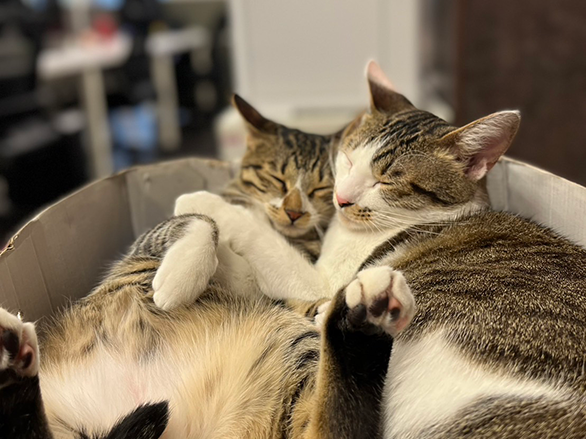 兩隻貓星人陪伴你上班